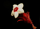 %_tempFileName01-20080506-0177%