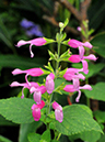 %_tempFileName10-20120115-0198%