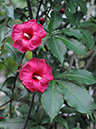 %_tempFileName02-20080622-0206%