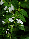 %_tempFileName04-20081124-0199%