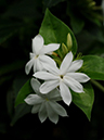 %_tempFileName07-20090503-0268%