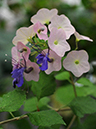 %_tempFileName02-20090725-0534%