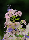 %_tempFileName03-20090725-0535%