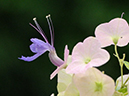 %_tempFileName04-20090725-0536%
