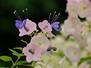 %_tempFileName06-20090802-0259%