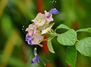 %_tempFileName09-20110423-0229%