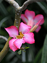 %_tempFileName01-20080622-0186%