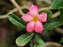%_tempFileName03-20090329-0247%