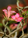 %_tempFileName07-20110409-0185%