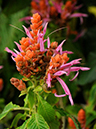 %_tempFileName06-20100306-0242%