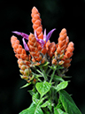 %_tempFileName07-20111225-0422%