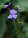 %_tempFileName01-20100928-0076%