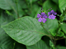 %_tempFileName03-20080816-0063%