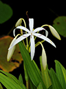 %_tempFileName07-20110730-0443%