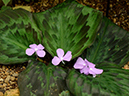 %_tempFileName01-20120603-0225%