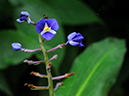 %_tempFileName05-20091108-0209%