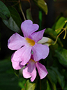 %_tempFileName01-20071125-0127%