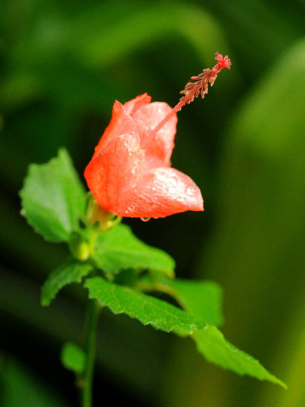 %_tempFileName02-20091122-0261%