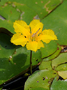 %_tempFileName01-20080706-0301%