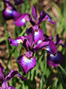 %_tempFileName05-20110505-0885%