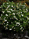 %_tempFileName07-20090628-0436%