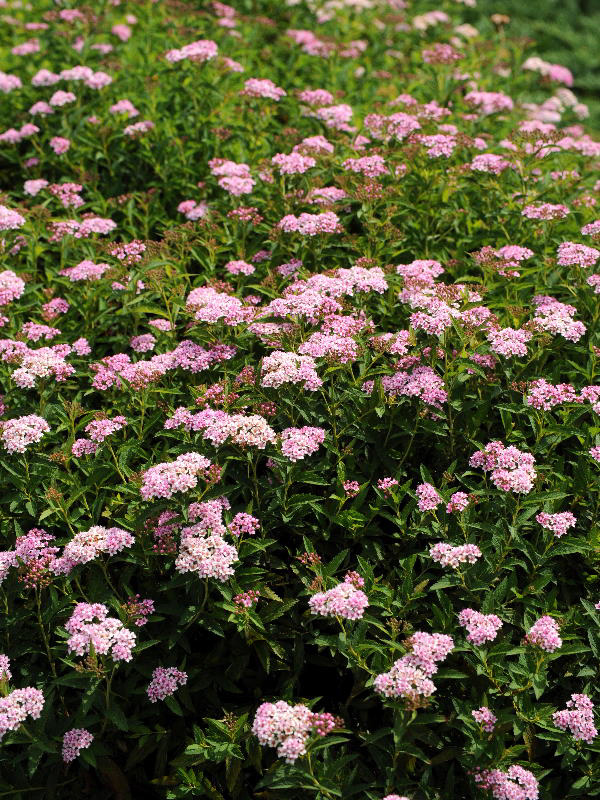 %_tempFileName03-20080816-0205%