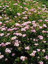 %_tempFileName03-20080816-0205%