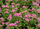 %_tempFileName07-20090802-0068%