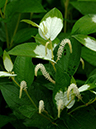 %_tempFileName01-20060625-0308%