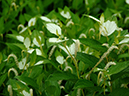 %_tempFileName02-20060625-0309%