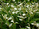 %_tempFileName03-20070701-0394%