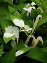 %_tempFileName06-20090628-0397%