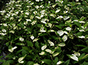 %_tempFileName07-20090711-0623%