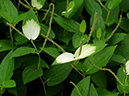 %_tempFileName08-20090718-0569%
