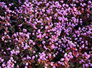 %_tempFileName02-20071216-0411%