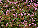 %_tempFileName03-20091025-0248%