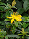 %_tempFileName03-20090802-0095%