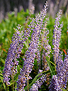 %_tempFileName03-20070923-0198%