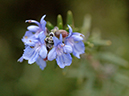 %_tempFileName03-20070225-0639%