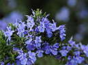 %_tempFileName06-20090329-0301%