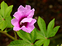 %_tempFileName02-20120902-0175%