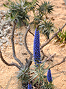 %_tempFileName01-20100509-0277%