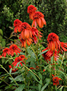 %_tempFileName05-20110703-0287%