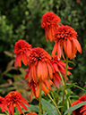 %_tempFileName07-20110703-0290%