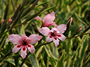 %_tempFileName01-20090503-0083%
