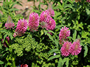 %_tempFileName01-20090607-0207%