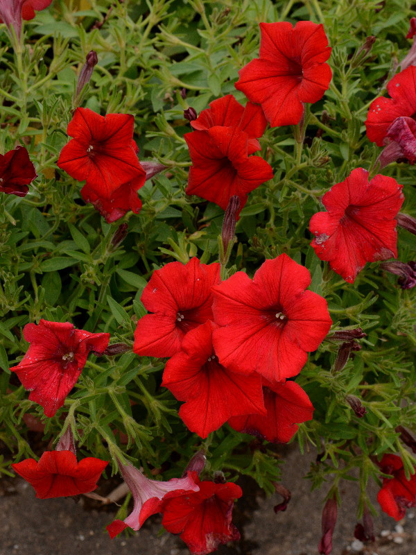 %_tempFileName01-20120603-0316%