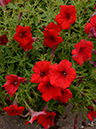 %_tempFileName01-20120603-0316%