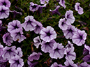 %_tempFileName04-20120603-0318%