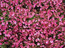 %_tempFileName01-20090506-0244%